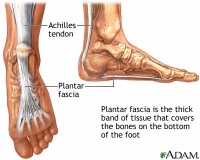 Plantar Fascia.jpg